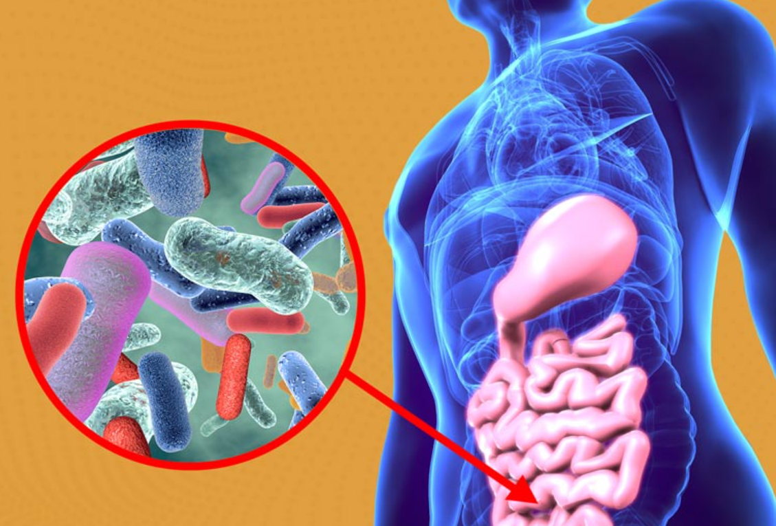 microbiota